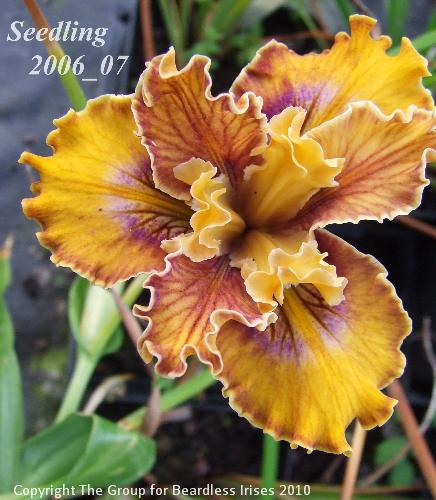 pci seedling 2006_07